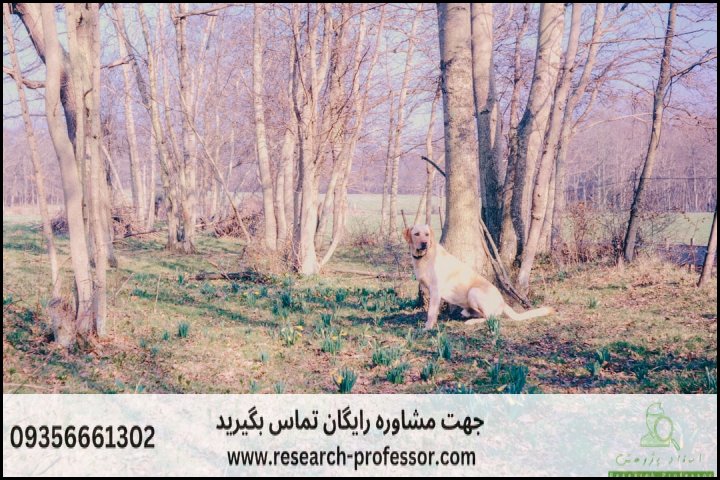 انجام پایان نامه مهندسی باغبانی + ارشد + تضمینی — تصویر 2