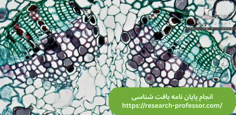 انجام پایان نامه بافت شناسی