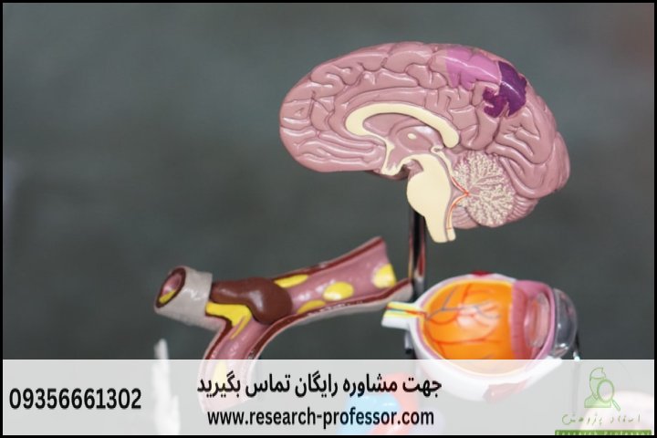 انجام پروپوزال رشته روانشناسی ذهن، مغز و تربیت — تصویر 4